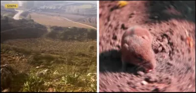 This bird has a very precise but uncolored view. Which animal is it?