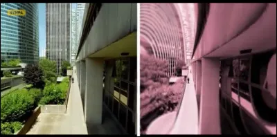 This vision still belongs to a bird. It is that...