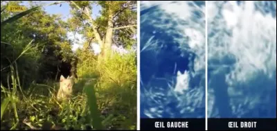 It's all over with birds now. This animal has very special vision. Which animal is it?