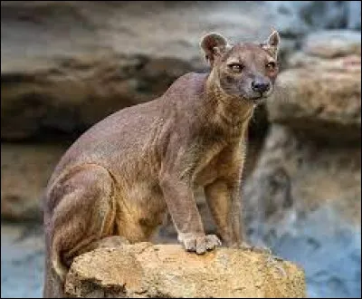 Animals : What is the name of this carnivorous mammal from Madagascar?