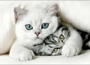 Quiz Les chats en culture générale