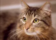Quiz Si ce n'est pas l'un, c'est l'autre ! (spécial animaux)