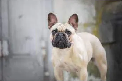 What breed is this dog?