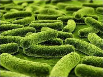 Who is known as one of the founders of bacteriology?