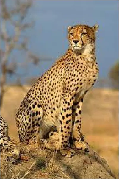 Find the author using this animal!