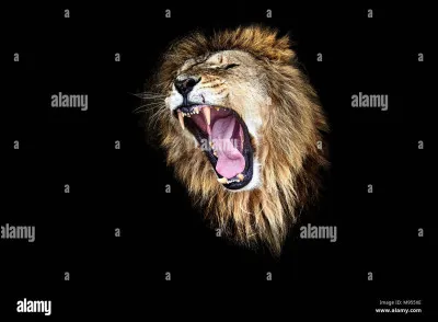 What is the lion's cry?