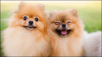 What is the Latin name of the dog?