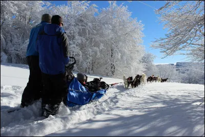 What breed of dog is used to pull the sleds?