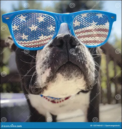 How do you say "dog" in English?