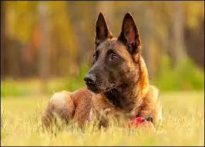 According to the photo, what is the breed name of this dog?