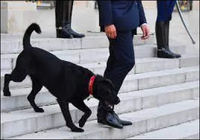 What is the name of President Emmanuel Macron's dog?