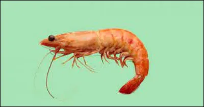 What do you add to "cre" to get the name of this little crustacean?