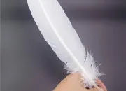 Quiz La plume en culture générale