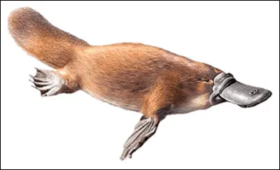 What is the name of this animal?