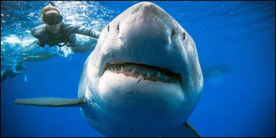 Which family does the shark belong to?