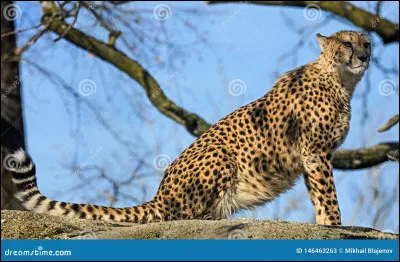 What is the maximum speed of the guepard?