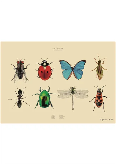 What do you call an insect specialist?