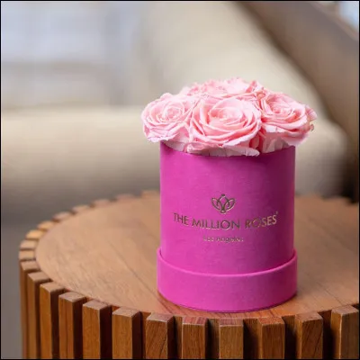 Here, the flowers are :