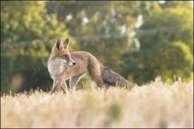 Which family does the fox belong to?