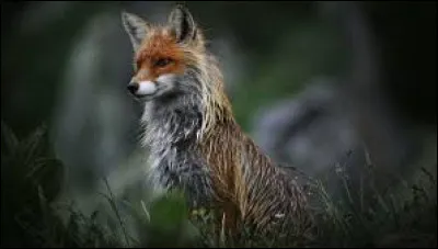 Which adjective is associated with the fox according to a famous expression?
