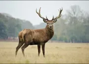 Quiz Des animaux de la forêt à retrouver