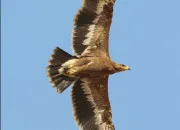Quiz 15 rapaces à retrouver
