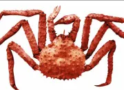 Quiz 15 sortes de crabes à retrouver