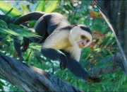 Quiz 15 singes à retrouver