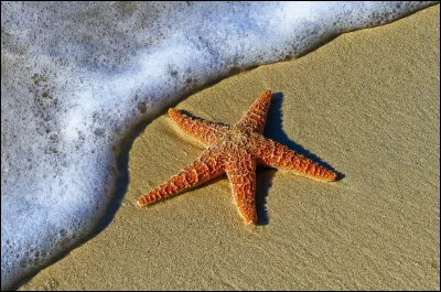 What is the life span of a starfish?