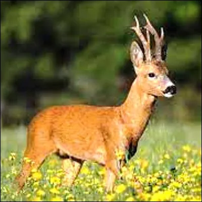 Which is the largest deer?