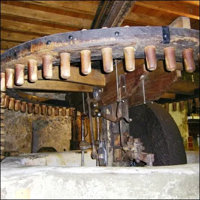 Which orchard is most common in Provence near oil mills?