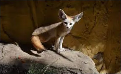 The fennec is a member of the canid family.