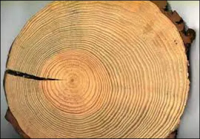The concentric circles on the cross-section of a tree trunk are called spirals.