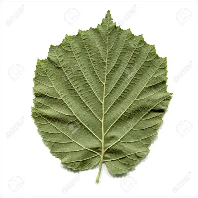 Do you know which tree this leaf comes from?