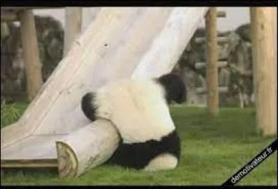 Which of these words refers to a male mammal with only one testicle descended into the scrotum?