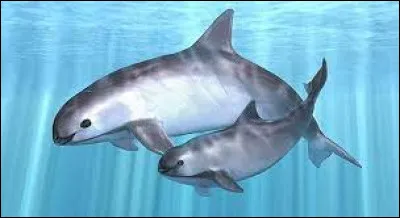 What is this animal formerly known as "sea pigs"?