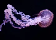 Quiz 15 questions sur la méduse