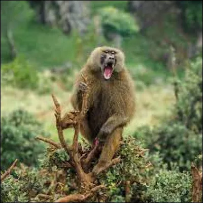 Which animal is the baboon?