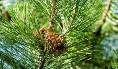 In botany, what are pine leaves?