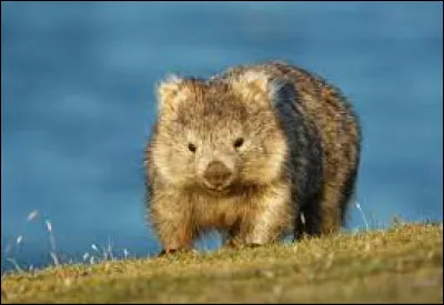 Where can you find the wombat?