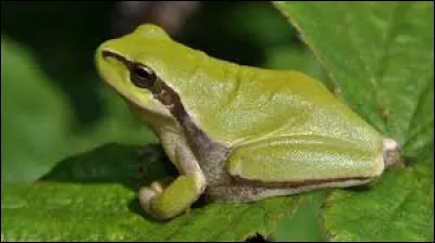 True or false: the frog croaks.