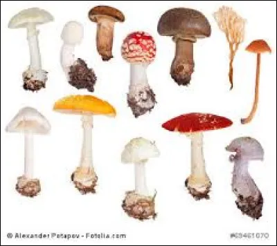 Which mushroom belongs to the genus Craterellus?