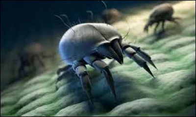 Mites belong to the same animal class as spiders.