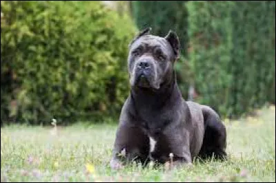 This dog is a cane corso.