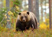 Quiz 13 mots commençant par A comme Animal