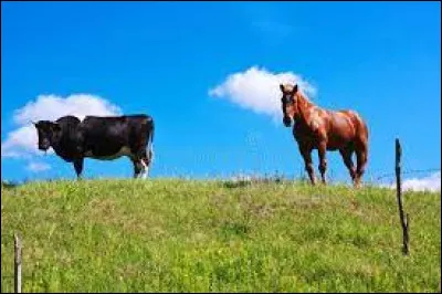 Is a mare's gestation period longer or shorter than a cow's?