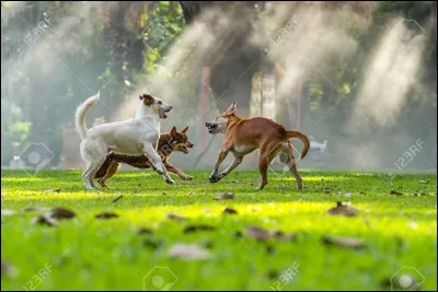 What is fear of dogs called?