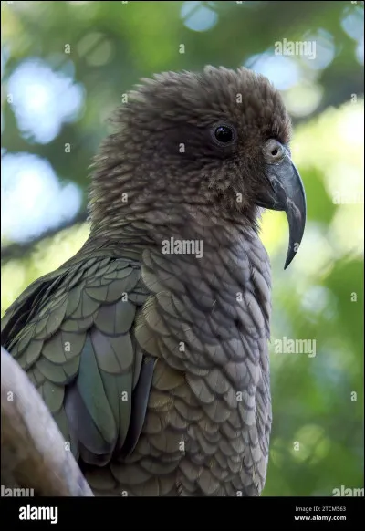 What is the name of this animal?