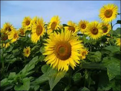 By what other name is the sunflower also known?