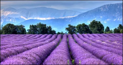 What your favourite scent?